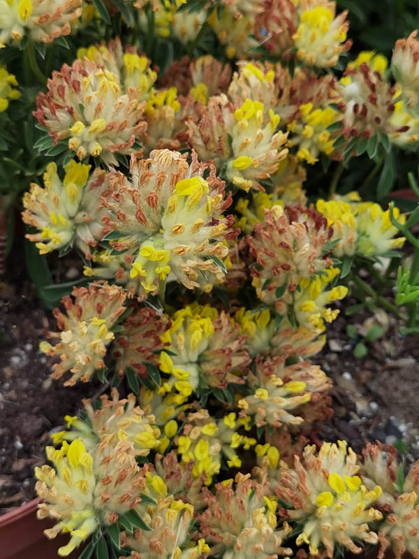 Anthyllis vulneraria ssp maritima